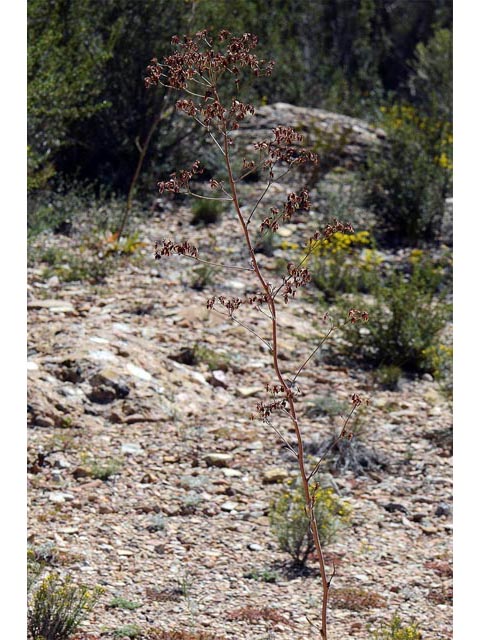 Eriogonum alatum var. alatum (Winged buckwheat) #48877
