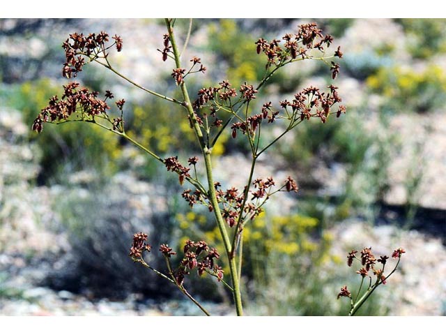 Eriogonum alatum var. alatum (Winged buckwheat) #48880