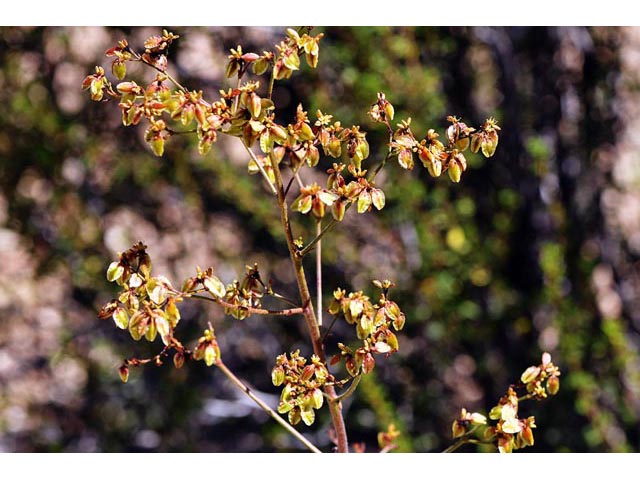 Eriogonum alatum var. alatum (Winged buckwheat) #48881