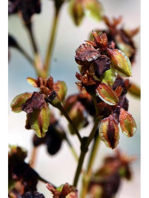 Eriogonum alatum var. alatum (Winged buckwheat) #48885