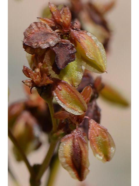 Eriogonum alatum var. alatum (Winged buckwheat) #48886