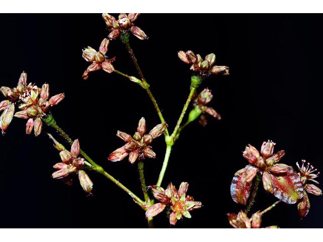 Eriogonum alatum var. alatum (Winged buckwheat) #48887
