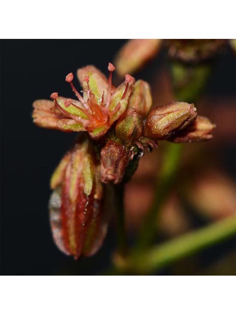 Eriogonum alatum var. alatum (Winged buckwheat) #48902