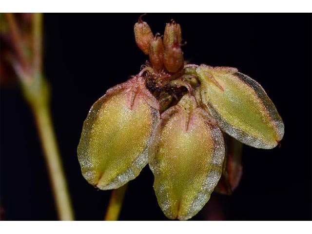 Eriogonum alatum var. alatum (Winged buckwheat) #48914