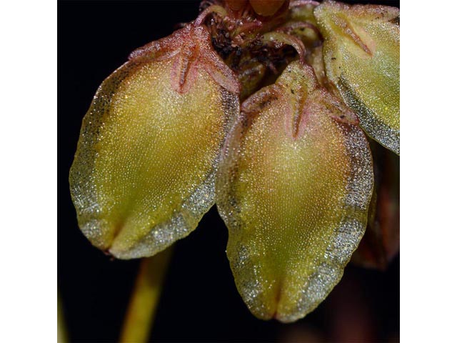 Eriogonum alatum var. alatum (Winged buckwheat) #48915