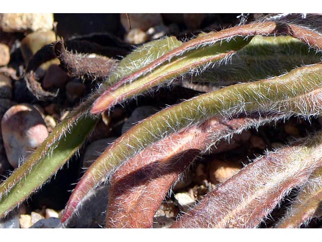 Eriogonum alatum var. alatum (Winged buckwheat) #48922