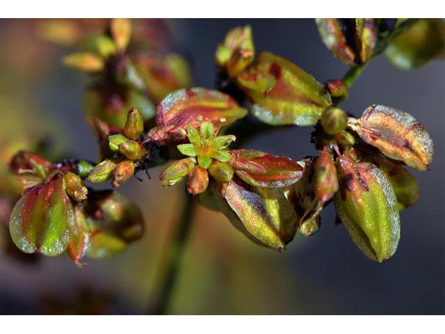 Eriogonum alatum (Winged buckwheat) #48938