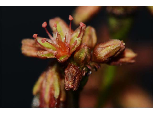 Eriogonum alatum (Winged buckwheat) #48950