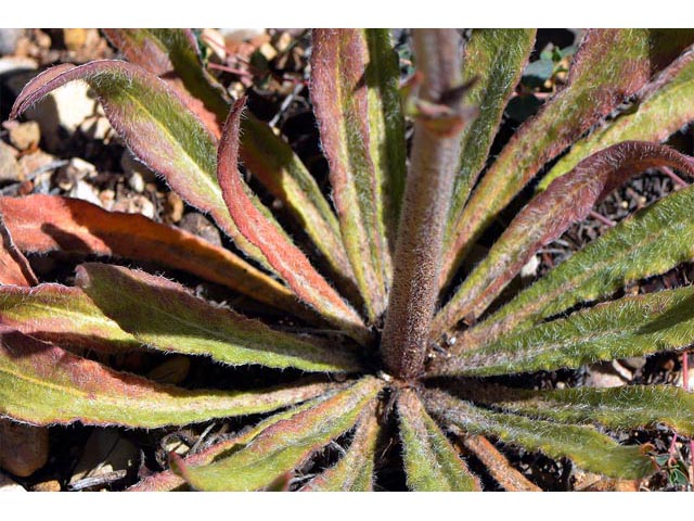 Eriogonum alatum (Winged buckwheat) #48966