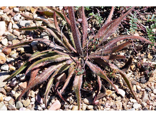 Eriogonum alatum (Winged buckwheat) #48967