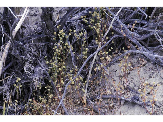 Eriogonum ampullaceum (Mono buckwheat) #50089