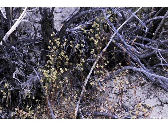 Eriogonum ampullaceum (Mono buckwheat) #50090