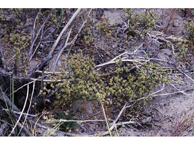 Eriogonum ampullaceum (Mono buckwheat) #50092