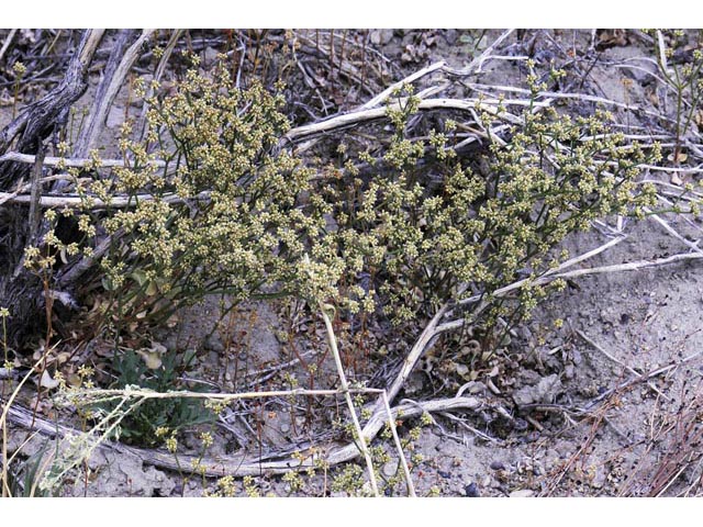 Eriogonum ampullaceum (Mono buckwheat) #50093