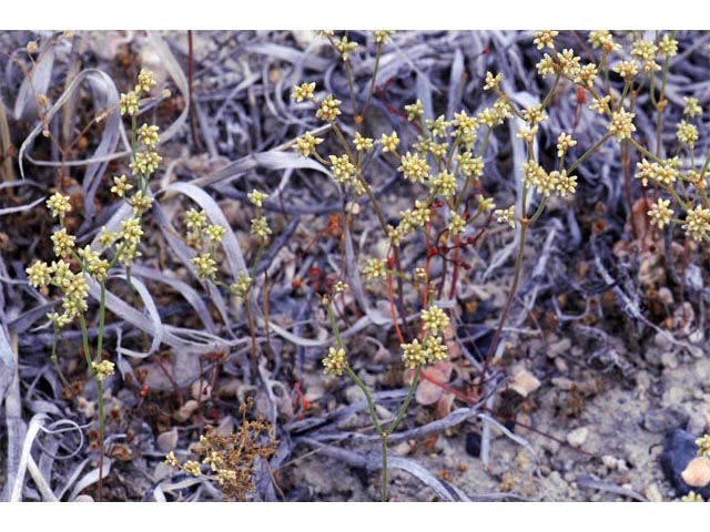 Eriogonum ampullaceum (Mono buckwheat) #50095