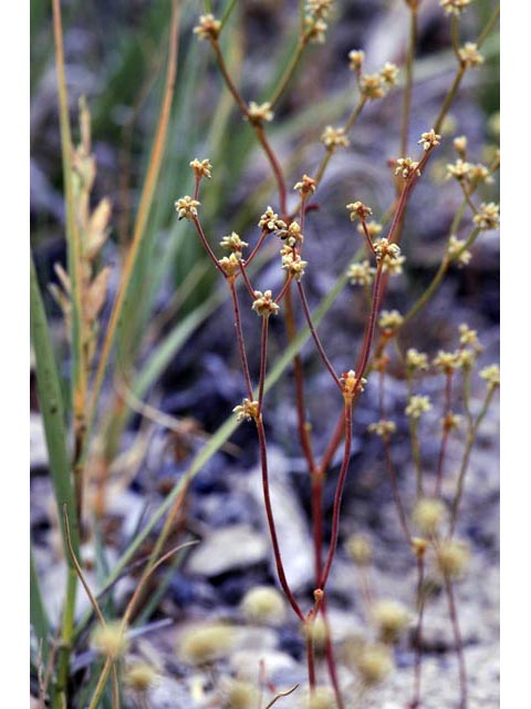 Eriogonum ampullaceum (Mono buckwheat) #50096