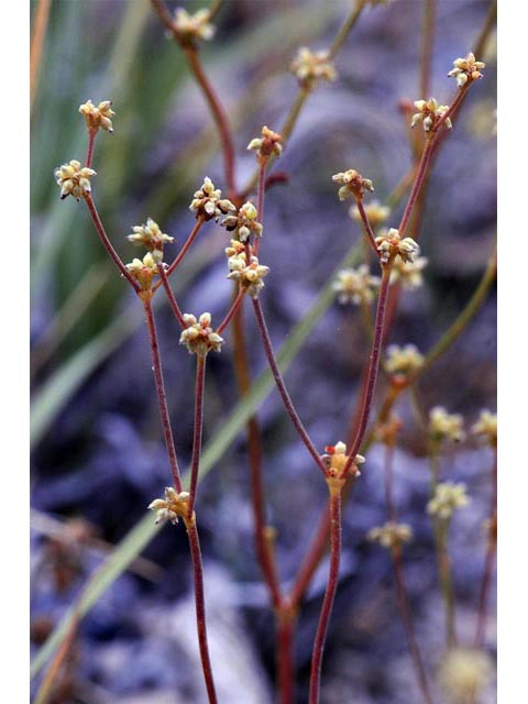 Eriogonum ampullaceum (Mono buckwheat) #50097