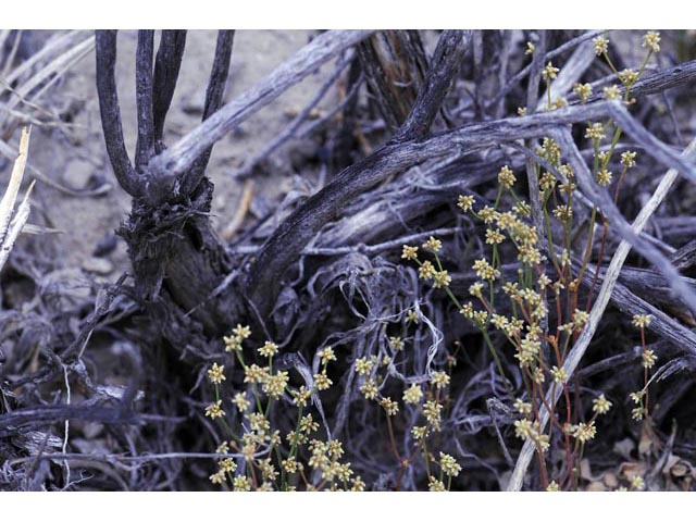 Eriogonum ampullaceum (Mono buckwheat) #50100