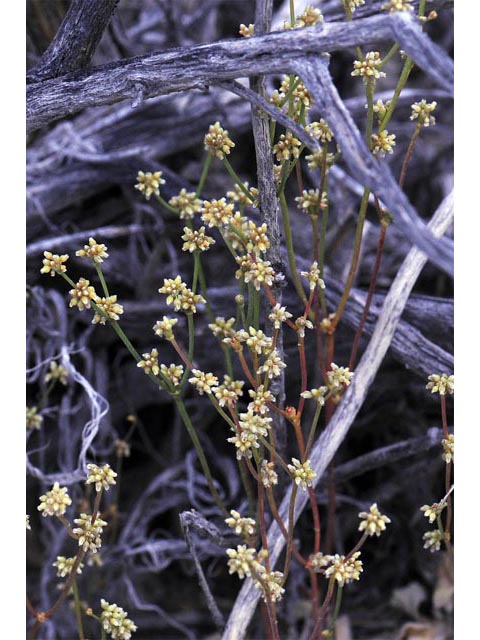 Eriogonum ampullaceum (Mono buckwheat) #50101