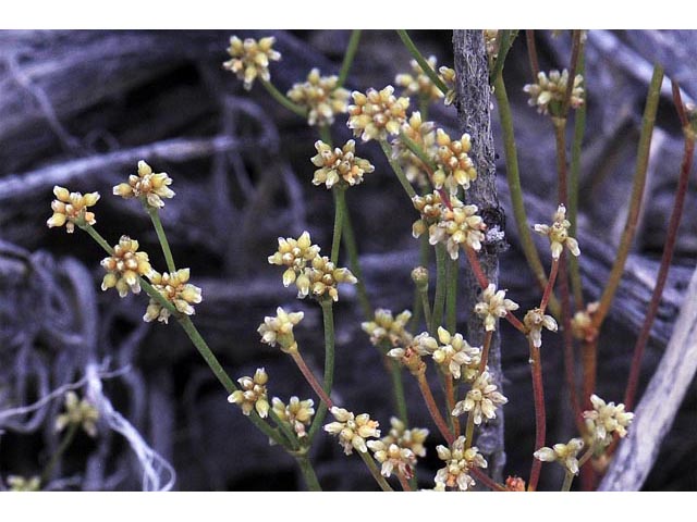 Eriogonum ampullaceum (Mono buckwheat) #50102