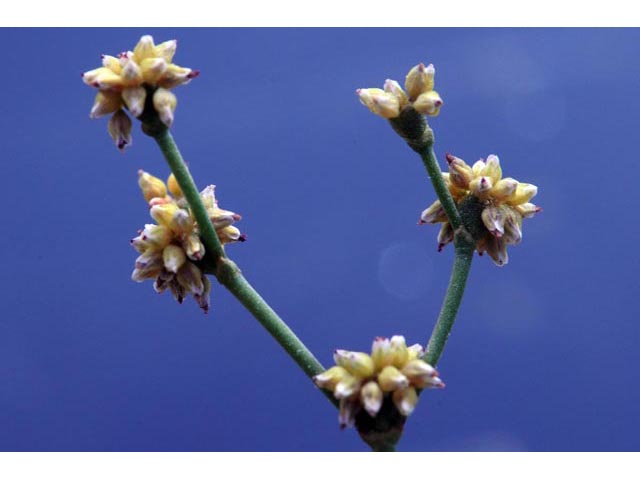 Eriogonum ampullaceum (Mono buckwheat) #50103