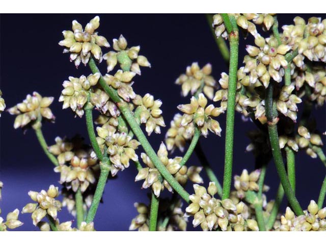 Eriogonum ampullaceum (Mono buckwheat) #50105