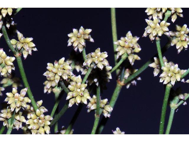 Eriogonum ampullaceum (Mono buckwheat) #50107