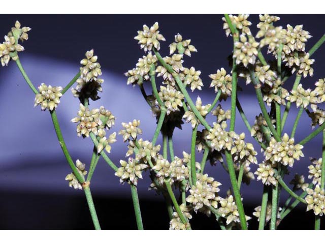 Eriogonum ampullaceum (Mono buckwheat) #50109