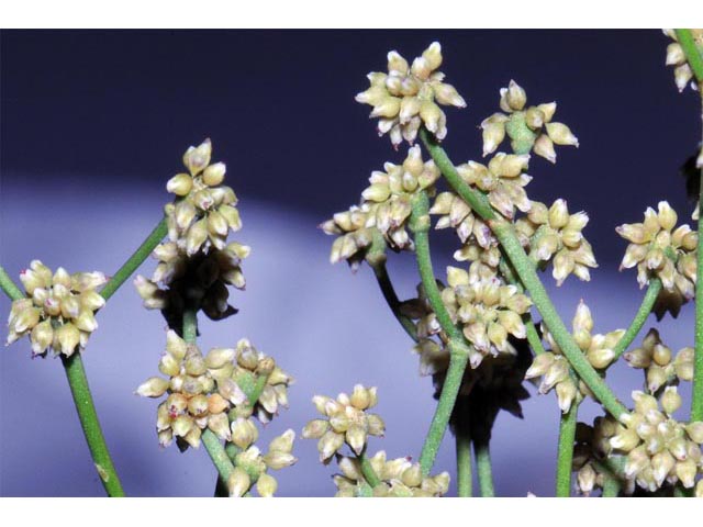 Eriogonum ampullaceum (Mono buckwheat) #50110