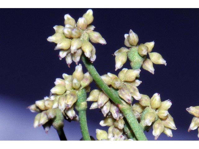 Eriogonum ampullaceum (Mono buckwheat) #50111