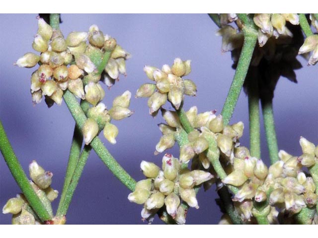 Eriogonum ampullaceum (Mono buckwheat) #50112