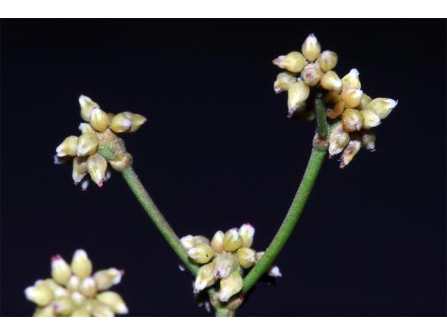 Eriogonum ampullaceum (Mono buckwheat) #50114
