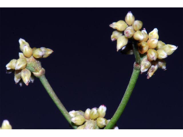 Eriogonum ampullaceum (Mono buckwheat) #50115