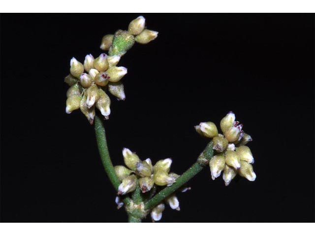Eriogonum ampullaceum (Mono buckwheat) #50116
