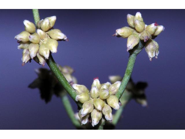 Eriogonum ampullaceum (Mono buckwheat) #50117