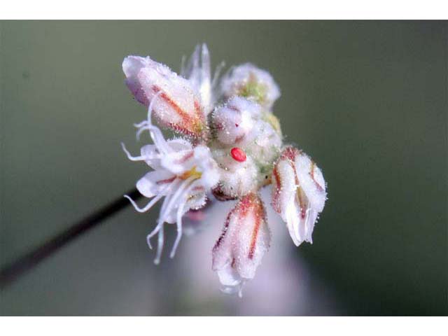 Eriogonum angulosum (Anglestem buckwheat) #50126