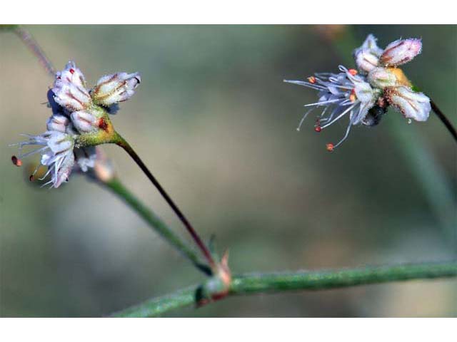 Eriogonum angulosum (Anglestem buckwheat) #50130
