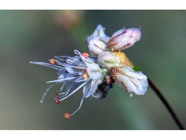 Eriogonum angulosum (Anglestem buckwheat) #50132