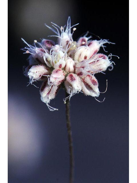 Eriogonum angulosum (Anglestem buckwheat) #50134