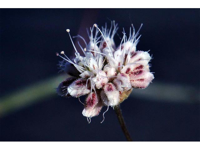 Eriogonum angulosum (Anglestem buckwheat) #50136