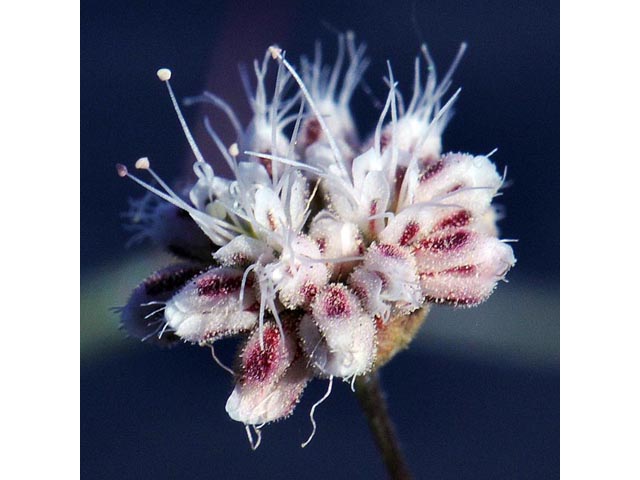 Eriogonum angulosum (Anglestem buckwheat) #50137