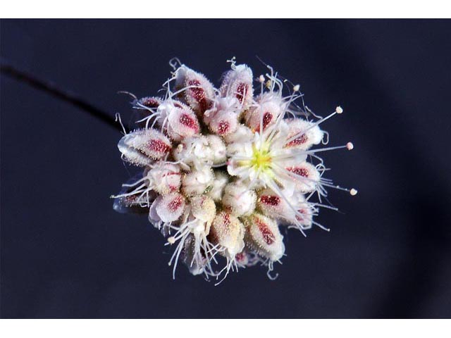 Eriogonum angulosum (Anglestem buckwheat) #50138