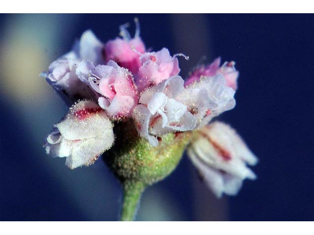 Eriogonum angulosum (Anglestem buckwheat) #50140