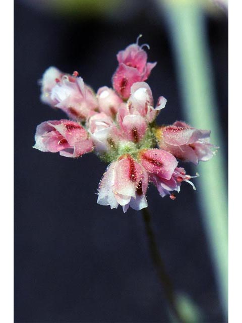 Eriogonum angulosum (Anglestem buckwheat) #50142
