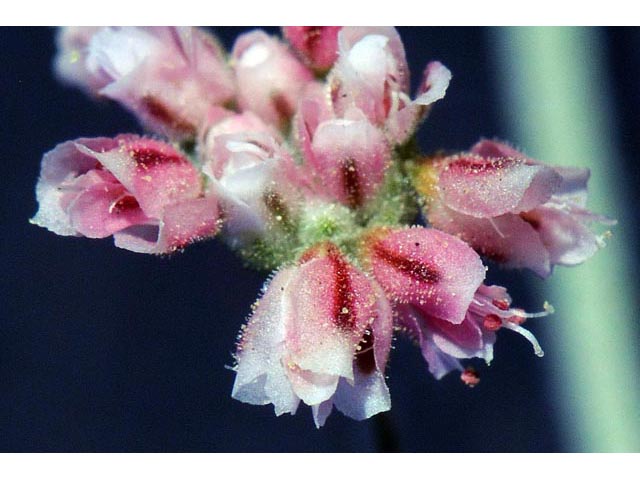 Eriogonum angulosum (Anglestem buckwheat) #50143