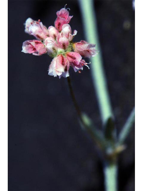 Eriogonum angulosum (Anglestem buckwheat) #50144