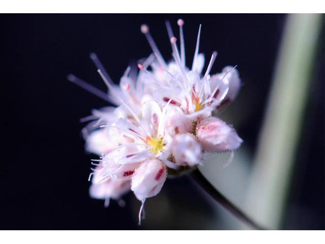 Eriogonum angulosum (Anglestem buckwheat) #50147