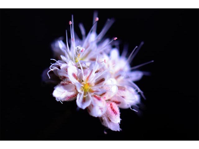 Eriogonum angulosum (Anglestem buckwheat) #50149