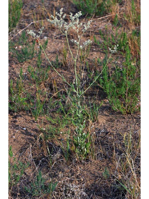 Eriogonum annuum (Annual buckwheat) #50468