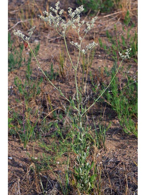 Eriogonum annuum (Annual buckwheat) #50469